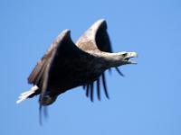 Seeadler im Raftsund - Lofoten